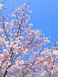 【栃木】この木何の木気になる木~♩満開の桜