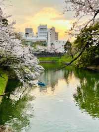 【千鳥ヶ淵/東京都】さくらまつり夜桜ライトアップ