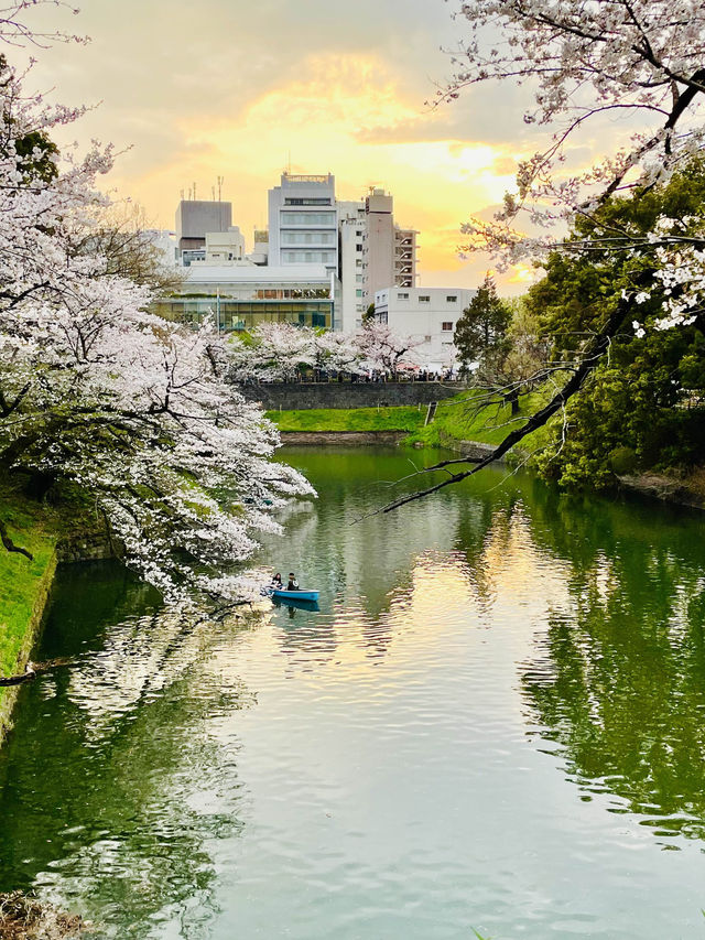【千鳥ヶ淵/東京都】さくらまつり夜桜ライトアップ
