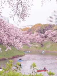 2024年　千鳥ヶ淵の桜！