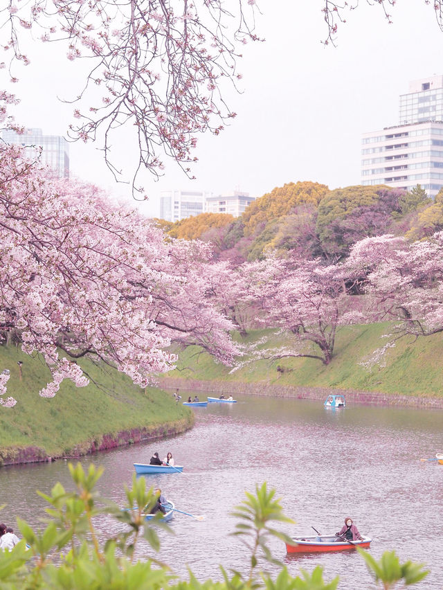 2024年　千鳥ヶ淵の桜！
