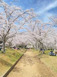 【稲美町】車でいく桜が素晴らしい公園