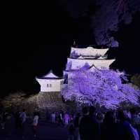 【夜桜】小田原城でライトアップ桜