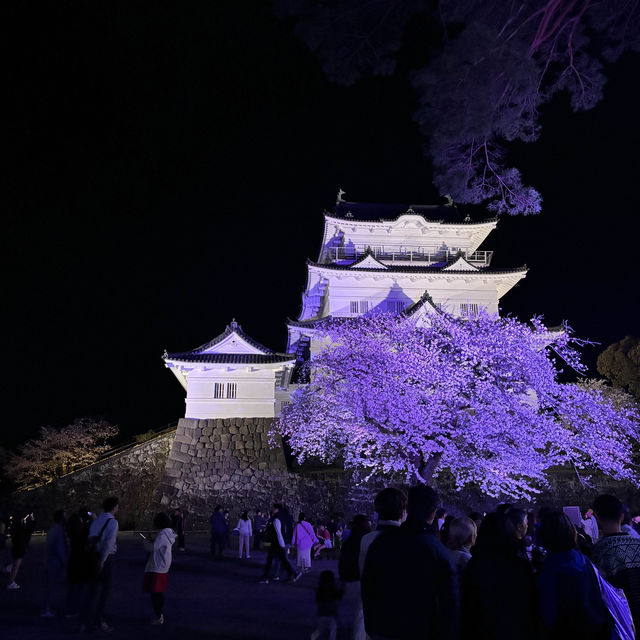 【夜桜】小田原城でライトアップ桜