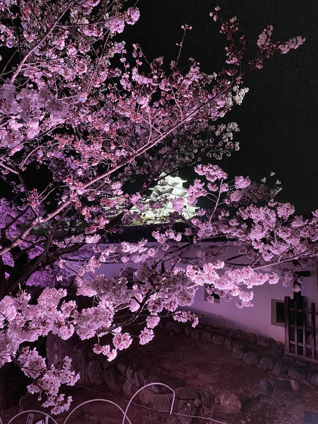 【2024年桜】姫路城夜桜会「千姫幻想曲輪」