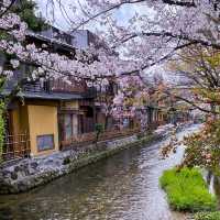 京都　祇園白川