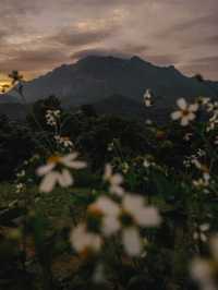 ป่าโป่งดอย โฮมสเตย์เชียงดาว 🏕️⛰️