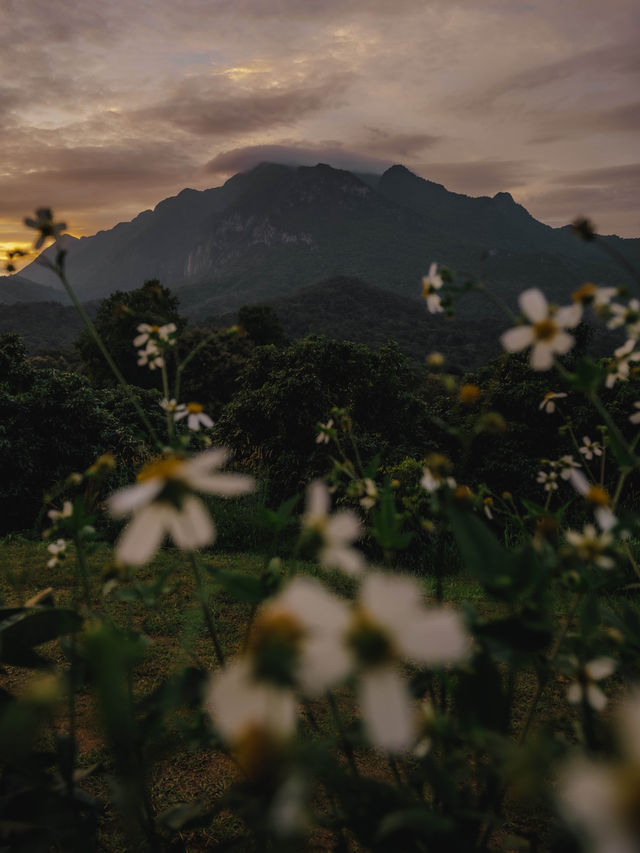 ป่าโป่งดอย โฮมสเตย์เชียงดาว 🏕️⛰️