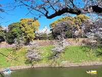 【東京】🌸千鳥淵櫻花🌸盛開，限時春季體驗