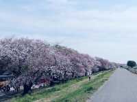 【日本賞櫻】🌸熊谷櫻堤：粉紅櫻花隧道，夜晚櫻花點燈。適合3月底到4月初