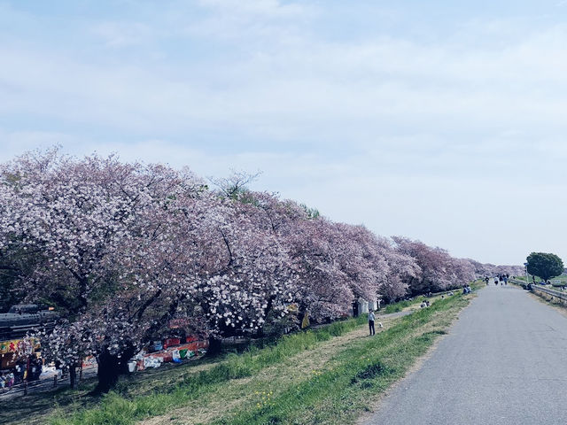 【日本賞櫻】🌸熊谷櫻堤：粉紅櫻花隧道，夜晚櫻花點燈。適合3月底到4月初