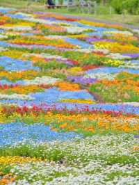 【大分】ここは天国ですか⁉️と勘違いしてします花畑絶景スポット✨