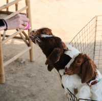 มาใจฟู ดูแพะ ที่เขื่อนปราณบุรีกัน Go Go!! 🌴🐐🫶🏻