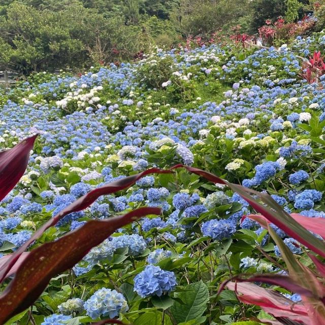 🌼 Folwering at Hydrangea Park 🇯🇵