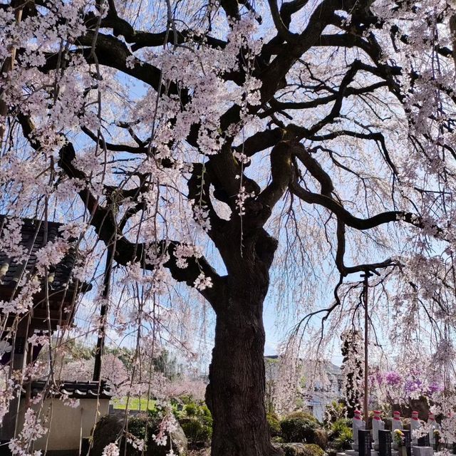 【周林寺】のぼんぼり桜