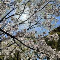 山口県岩国市　錦帯橋の桜