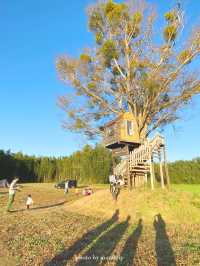 【千葉】星空の下でキャンプ🏕ツリーハウスもあるよ