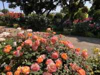 港の見える丘公園で楽しむバラ🌹@横浜