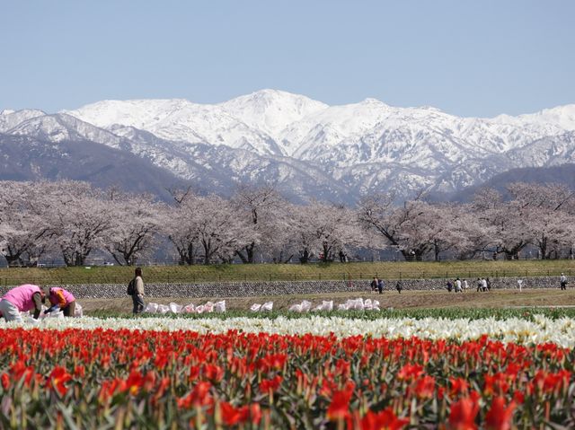 奏でましょう🎵春の四重奏