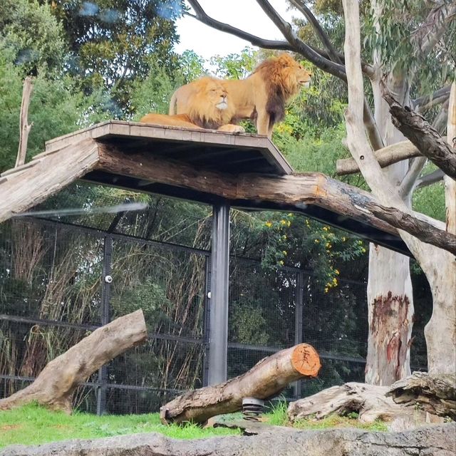 墨爾本動物園 Melbourne Zoo 