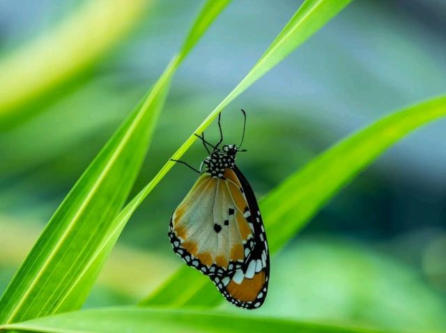 Butterfly Garden