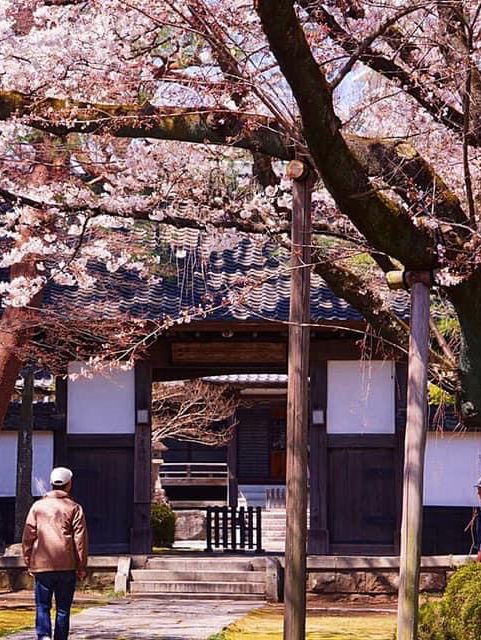 宮城縣松音寺櫻花