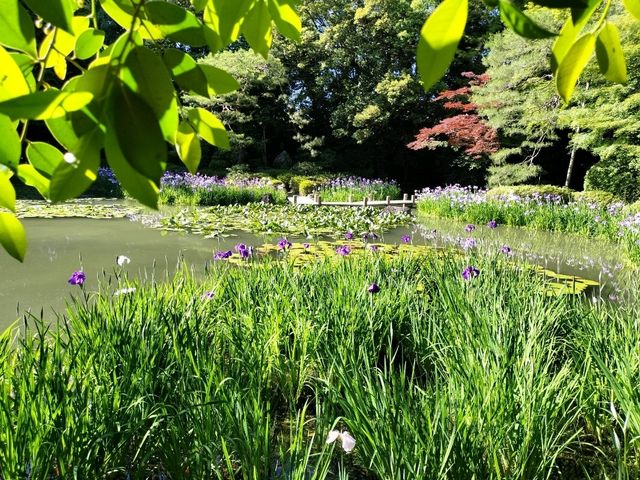 夏旅は京都へ行こう💠平安神宮西神苑で咲きほこる花菖蒲