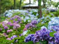 走進伊豆下田公園的萬花筒裡