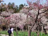 北海道神宮賞櫻又賞梅 