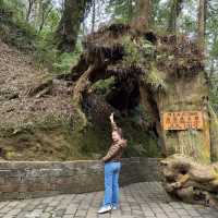 Alishan National Park 