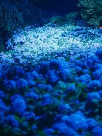 ここ知ってる？？【死ぬまでに見たい絶景】男鹿の紫陽花寺　雲昌寺🫧🫧