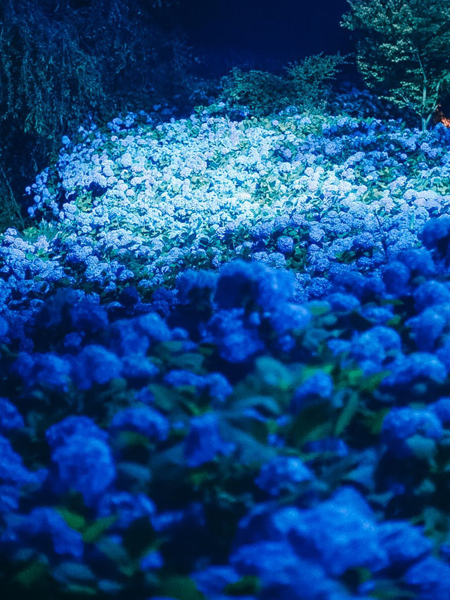 ここ知ってる？？【死ぬまでに見たい絶景】男鹿の紫陽花寺　雲昌寺🫧🫧