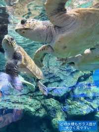 雨の日も暑い日もOK 水族館でひんやり過ごそう