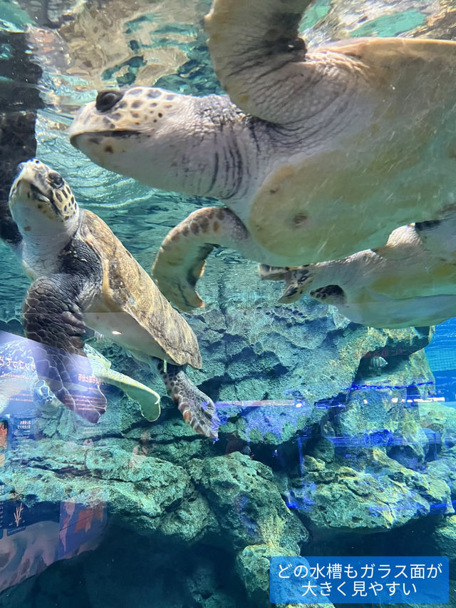 雨の日も暑い日もOK 水族館でひんやり過ごそう