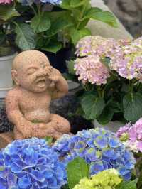 圧巻！大仏様とカラフルな紫陽花のコラボ🤗💠💐✨