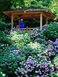 圧巻の紫陽花グラデ💠一度は行きたい愛知のあじさい名所☺️💠