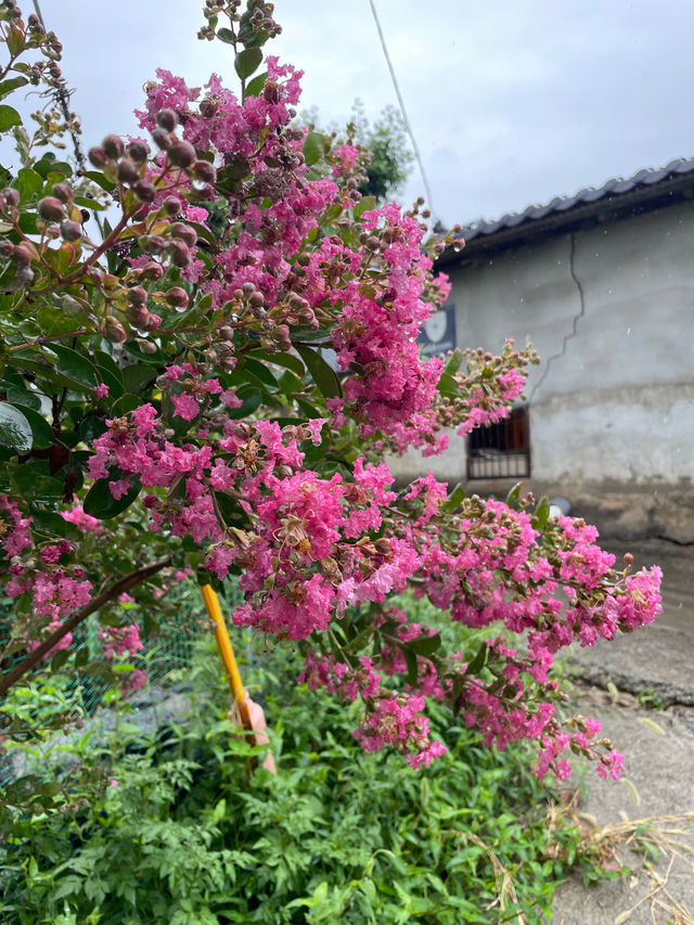 🪷연꽃으로 뒤덮인 이곳은 부산, 창원 근교에서 가까운 함안 연꽃테마파크입니다 :)🩷