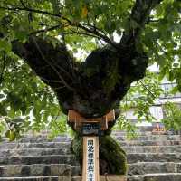 Japan’s National Treasure in Iwakuni - Kintaikyo 