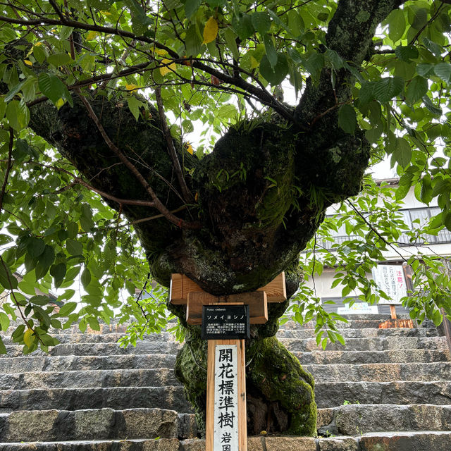 Japan’s National Treasure in Iwakuni - Kintaikyo 