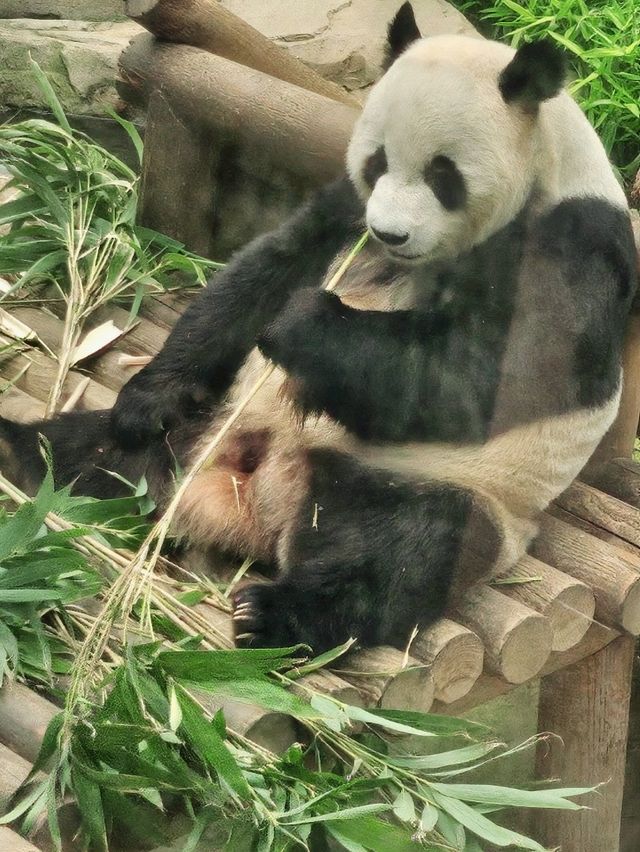 판다러버들 무조건 고! 에버랜드 판다월드🐼