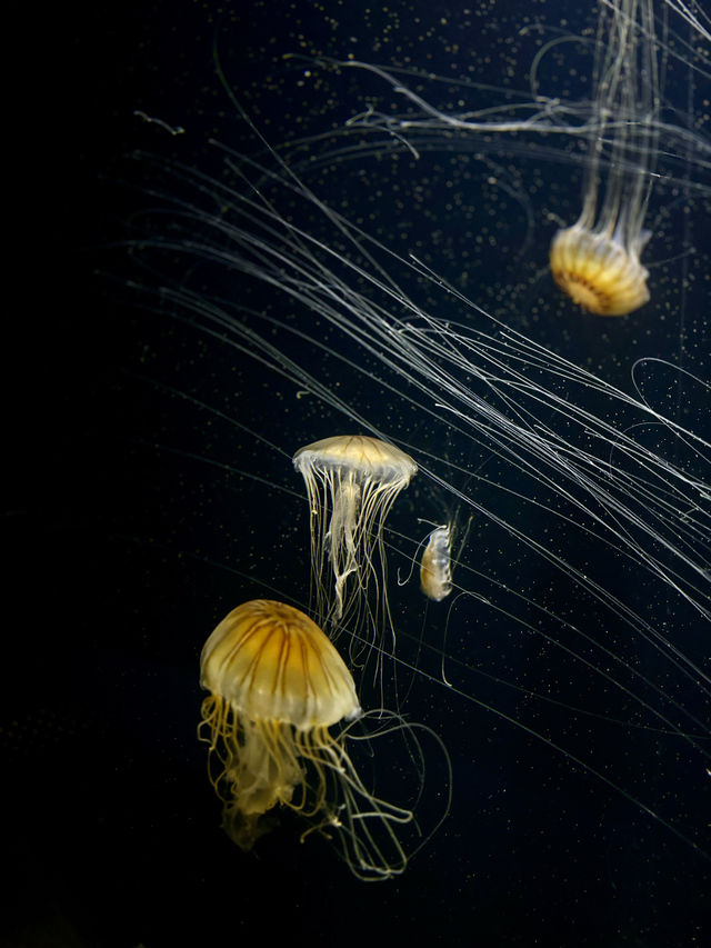 【日本東北】加茂水族館：世一水母水族館，深藍色水槽前夢幻打卡