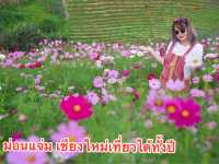 สูดโอโซน ชมดอกไม้ กินหมูกะทะวิวดอย ที่ม่อนแจ่ม