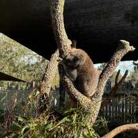 Moonlit Sanctuary: A Night with Nature’s Nocturnal Wonders