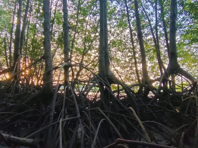 ชมป่าโกงกางสะพานรักษ์แสม