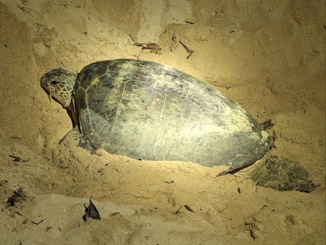 Turtle Islands National Park - Malaysia
