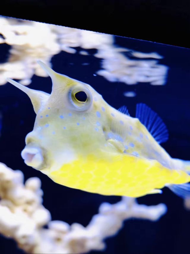 SHANGHAI OCEAN AQUARIUM 🐟