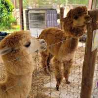 The Bentong Farm Malaysia