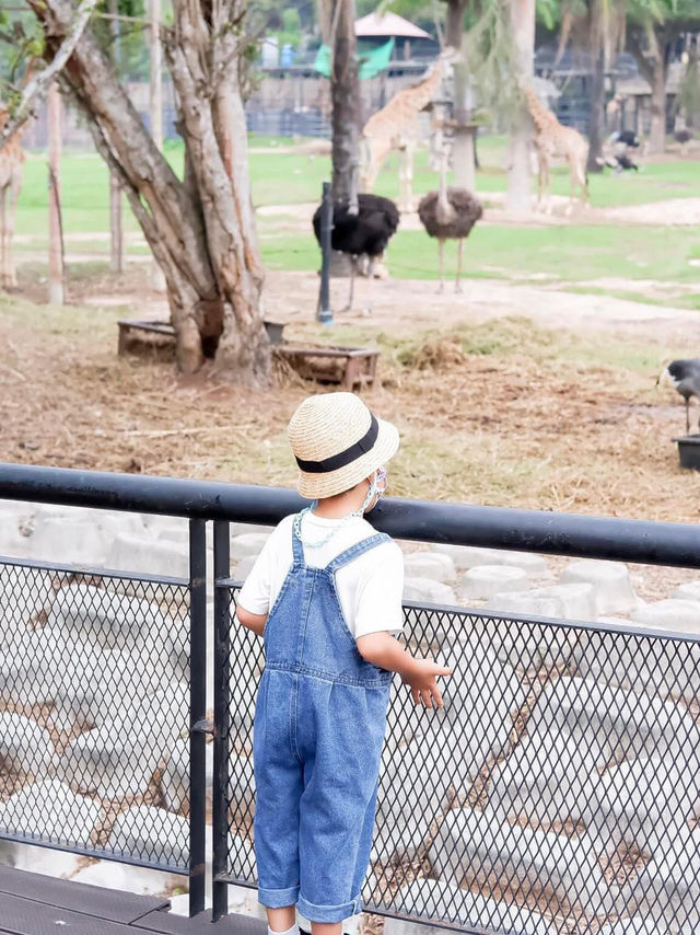 สวนสัตว์เปิดเขาเขียว จ.ชลบุรี 🦒🐘🌳 