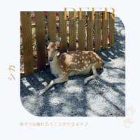 【台湾】墾丁で動物とふれあおう！