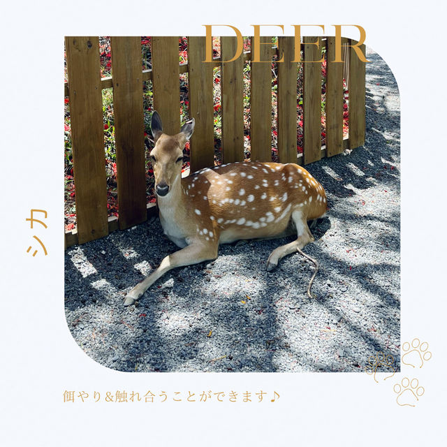 【台湾】墾丁で動物とふれあおう！